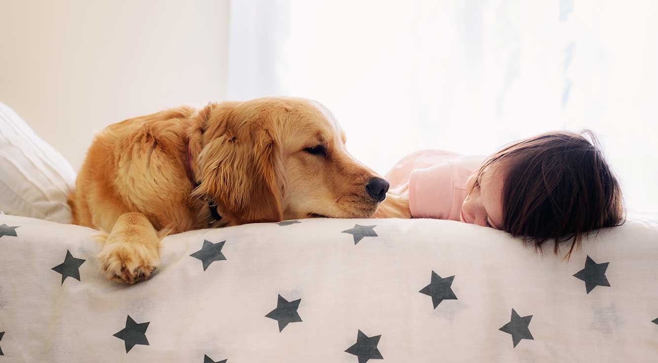 A Golden Retriever puppy and toddler snuggle on a bed.