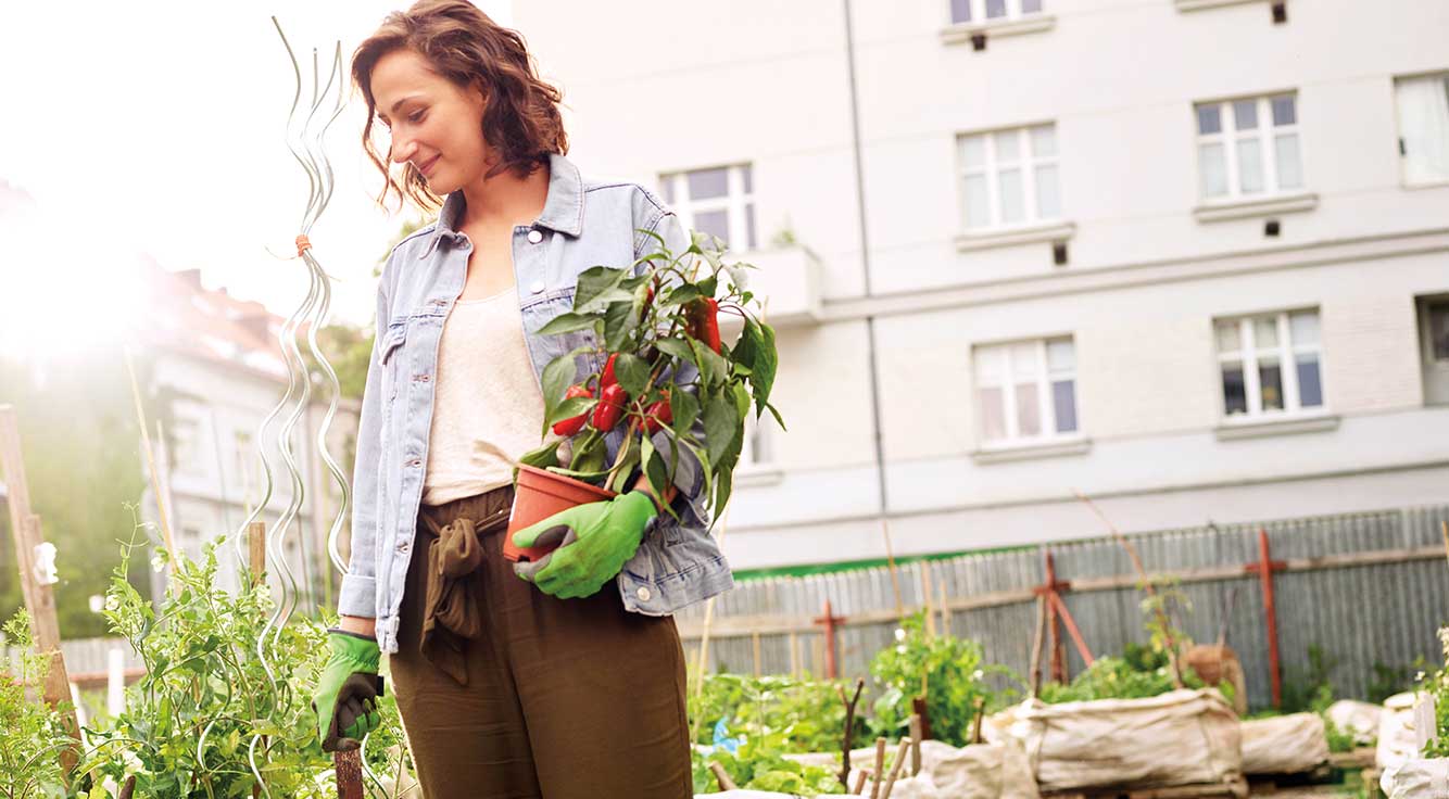 A smiling young woman carries a chili pepper plant in her garden.