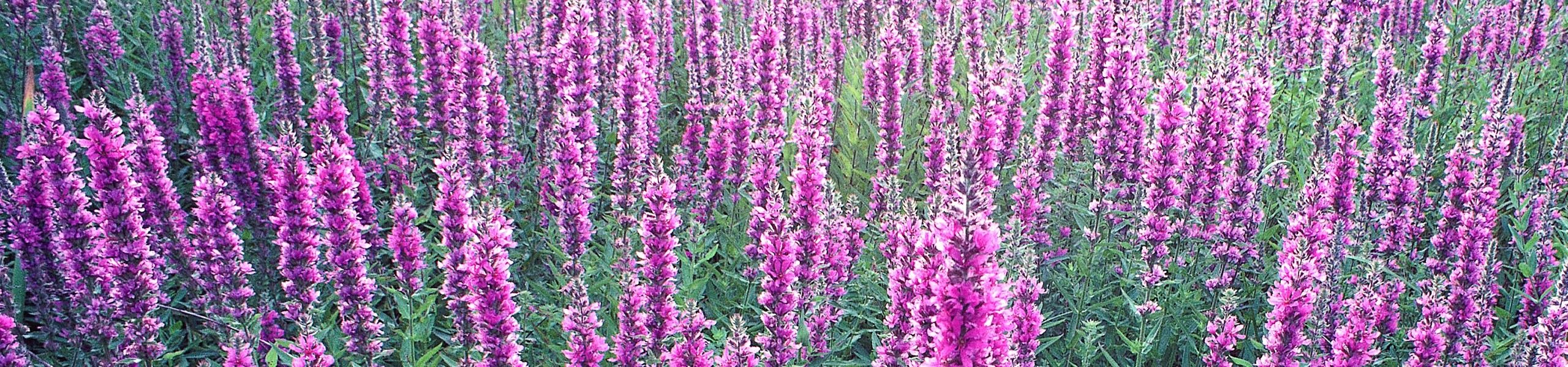 Field of pretty purple flowers